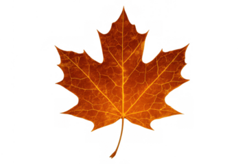 Maple leaf showing autumn change, vibrant orange and brown fall foliage, isolated with transparent background