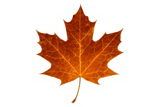 Maple leaf showing autumn change, vibrant orange and brown fall foliage, isolated with transparent background