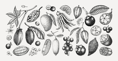 Exotic fruit sketches set. Tropical plants hand drawn vector illustration. Healthy food drawings. NOT AI generated