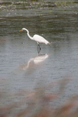 Great Egret wading in the wetlands of Montezuma National Wildlife Refuge