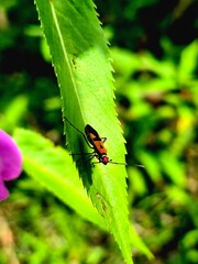 Red-Headed Insect on Edge of Green Leaf