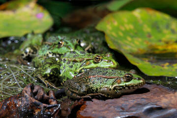 Teichfrösche (Pelophylax „esculentus“) im Gartenteich