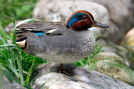 Krickente, Kriekente oder Wachtelente (Anas crecca) Entenvogel 