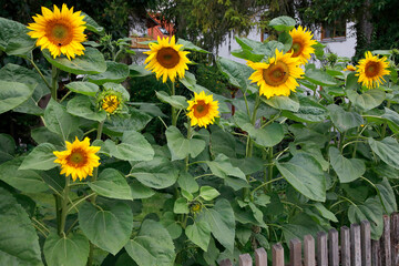 Gewöhnliche Sonnenblume (Helianthus annuus)