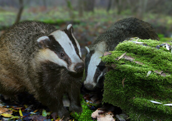 Europäische Dachs (Meles meles) in der Natur © Aggi Schmid
