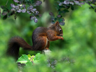 Eurasische Eichhörnchen (Sciurus vulgaris) sitzt auf grünen Blättern 