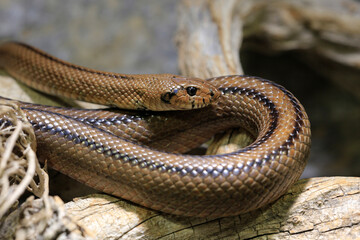 Eidechsennattern (Malpolon) auf Steinboden