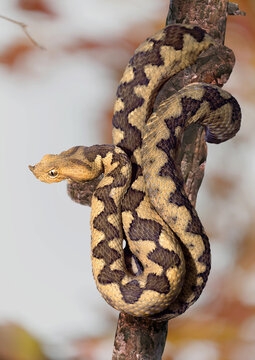 Europ&auml;ische Hornotter (Vipera ammodytes) auch Sandviper, Hornviper, Sandotter, europ&auml;ische Sandotter
