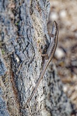 Streifenskink