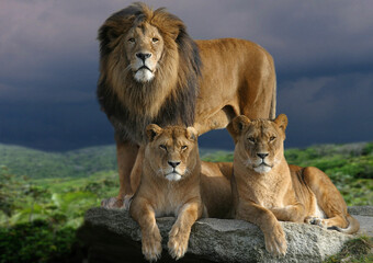 Obraz premium Löwe (Panthera leo) Männchen mit zwei Weibchen, Afrika 