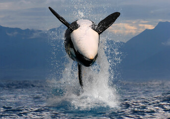 Schwertwal (Orcinus orca) auch Orca oder Killerwal, springt aus dem Wasser © Aggi Schmid