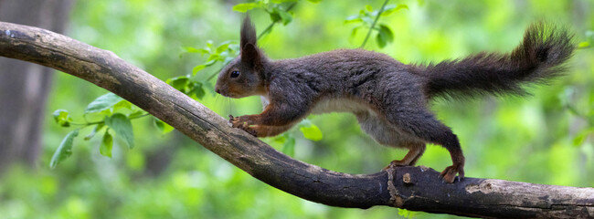 Eurasische Eichhörnchen (Sciurus vulgaris) auf Ast kletternd, Panorama 