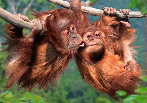 Orang-Utans (Pongo) zwei Jungtiere h&auml;ngen auf einem Ast