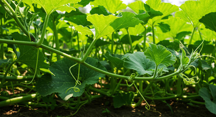 A vibrant green pumpkin plant growing in a field. Close-up of a squash vine with fresh leaves and curling tendrils. Agriculture and organic farming concept