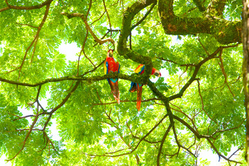 2 macaw birds perched at the top of an illuminated tree and looking down at camera in Colombia.
