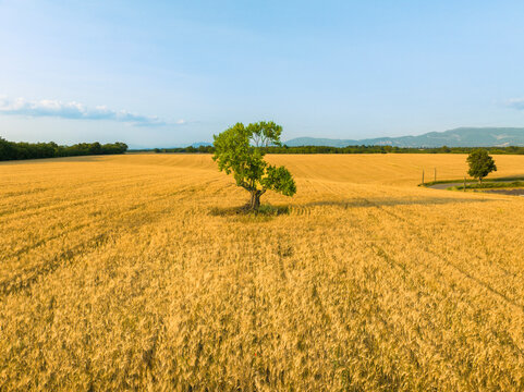 Arbre solitaire dans un champ de bl&eacute; &ndash; Valensole, Provence