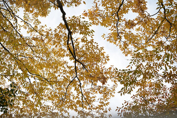 秋空に広がる枝葉