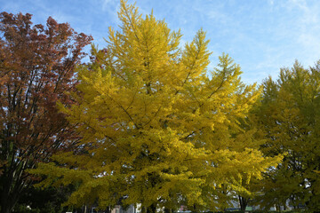 Fototapeta premium Majestic golden ginkgo tree with vibrant yellow leaves under a clear blue sky in autumn
