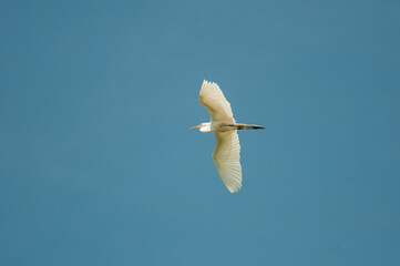 Cattle Egret flying overhead in clear blue sky