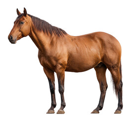 Obraz premium Brown horse standing, isolated on transparent background, full body view, realistic animal photography, detailed texture, sharp focus