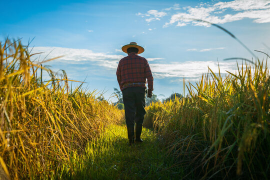 Elderly Asian farmer walking in the rice field in harvest season under warm sunrise sunlight.