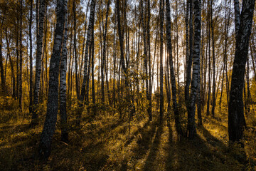 Sun setting through birch tree forest. Golden light illuminating autumn landscape in grove. Natural scenic view for wallpaper design.