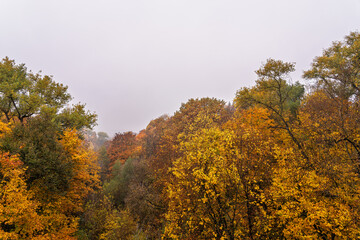 Scenic aerial view of forest trees with colorful autumn foliage on foggy day, showcasing nature beauty and the changing season.