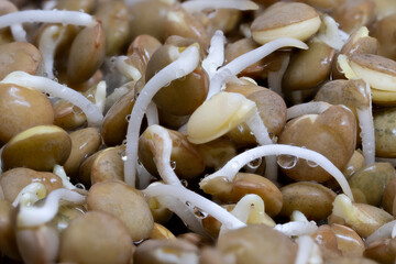 Bunch of sprouted brown lentils