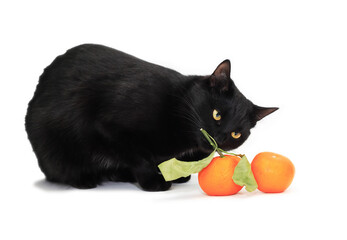Cat And Tangerines