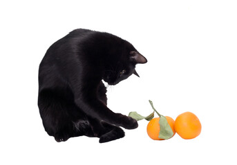 Cat And Tangerines