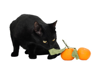 Cat And Tangerines