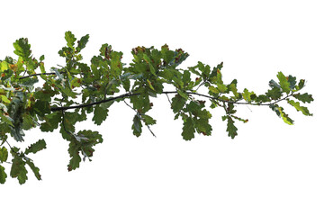 Photo of an oak branch with leaves on a white background	
