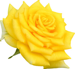 Yellow Rose flowers focus stacking close up isolated for love wedding and valentines day