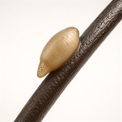 Photorealistic 3D medical of pediculosis capitis, child’s scalp surface macro (no full face) with parted hair shafts, several Pediculus humanus capitis adults and nits attached near the hair base