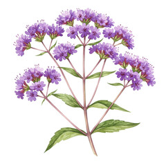Naklejka premium Watercolor illustration of purple verbena flowers with green leaves and stems isolated on white background