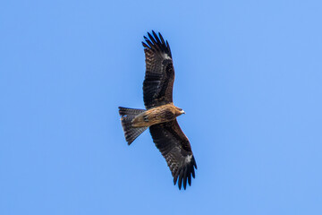 空を飛ぶトビ