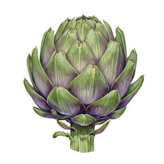 Obraz premium Watercolor painting of a single artichoke with purple undertones isolated on white background