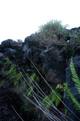 Close-up Natural Ferns and Grasses Growing on a Dark Rock Cliff