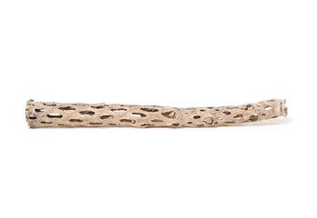 Isolated cholla wood. Dried skeleton of a cholla cactus. Used for aquarium decoration, shrimp tanks and terrariums. Lightweight wood with oval lattice structure. Selective focus. White background.