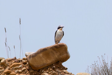 Northern Wheatear Perched on a Rock in an Arid Landscape Under a Clear Blue Sky, Oenanthe hispanica