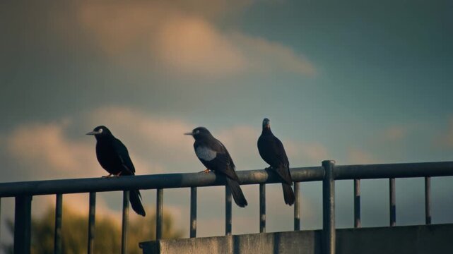 Three birds perched in a row on a metal fence, silhouetted against a moody and cloudy sky
