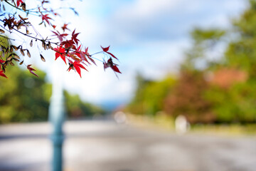 紅葉と街路樹が彩る秋の散歩道の風景