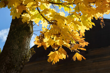 Golden yellow maple leaves and tree trunk against a sunny blue sky