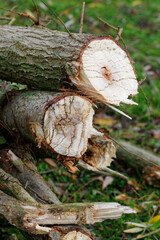 demonstration de materiel entretien taille de haie