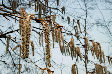 Beautiful branches with long catkins hanging in early spring light in a serene setting, showcasing nature's delicate details and promise of warmer days ahead