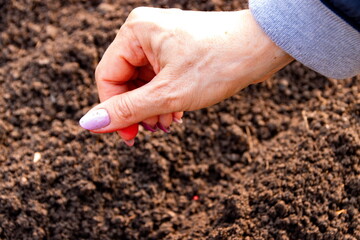 Hand scattering seeds in rich soil at a community garden during spring planting season with attention to detail and careful motion