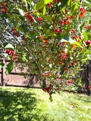 Cherry Tree Branches in Sunny Backyard