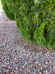 Gravel pathway with green conifer hedge