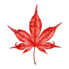 Vibrant autumnal maple leaf detailed close-up isolated on white background