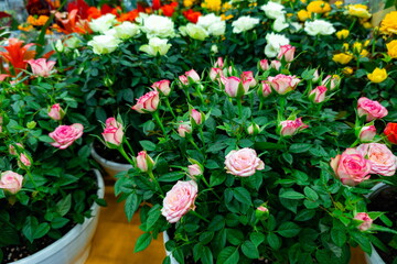 Vibrant flower display featuring pink and white roses in pots at a local market during spring
